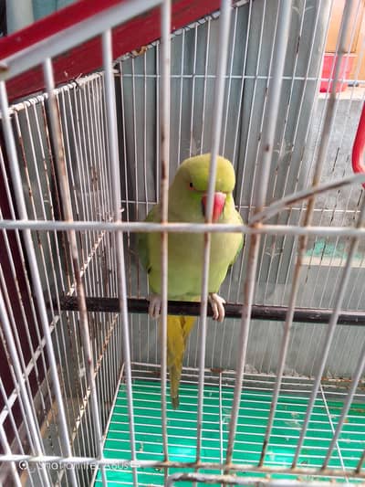 Green Parrots for Sale