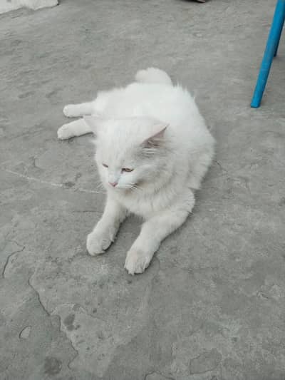 PERSION MALE CAT 7 MONTH DOUBLE COAT