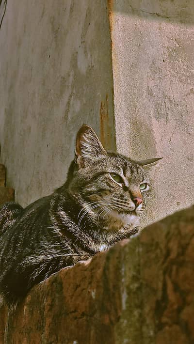 healthy and active Cats