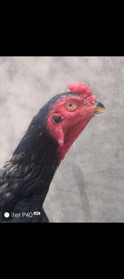 Black shamo pair 03204885211