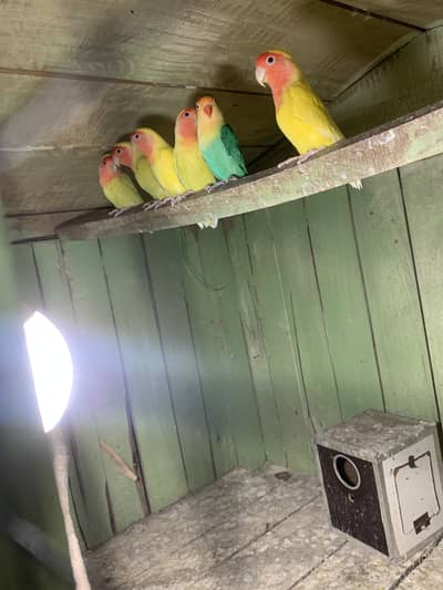 Latino Love Birds And Badges Parrots
