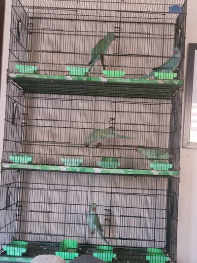 ring neck parrots