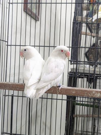 Albino opline blue 2 confirm pair available