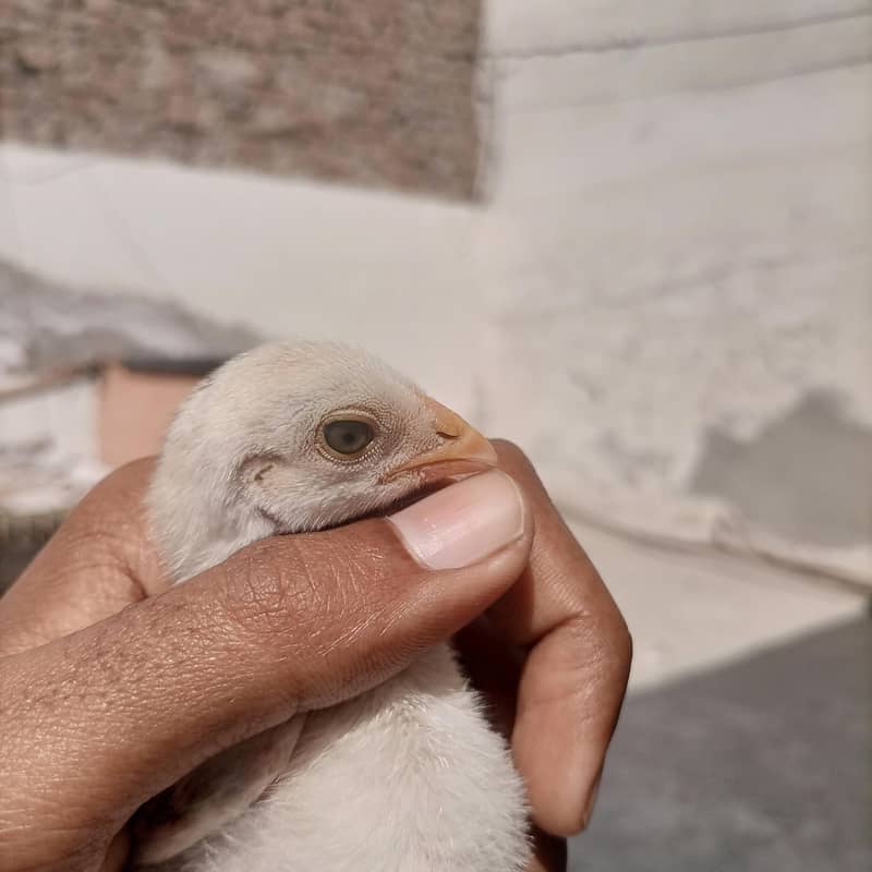 aseel chicks 1