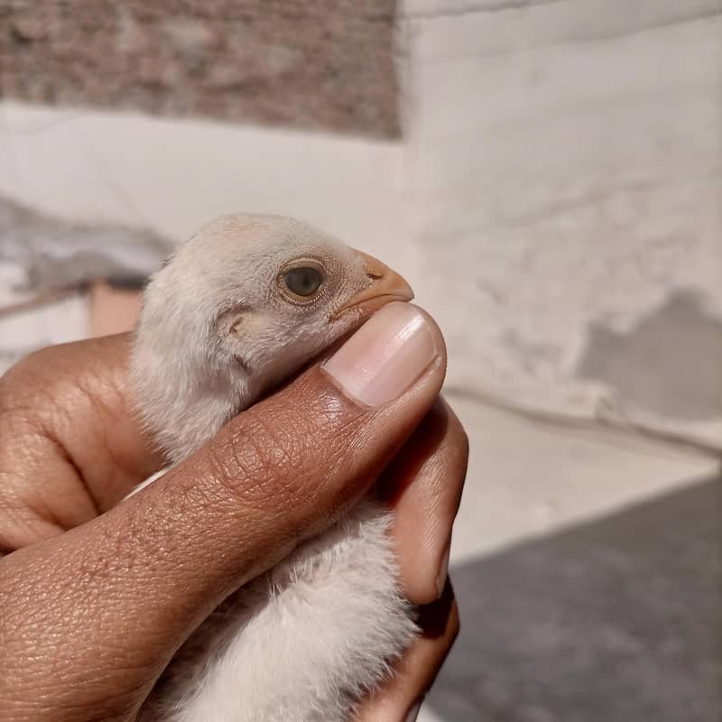 aseel chicks 3