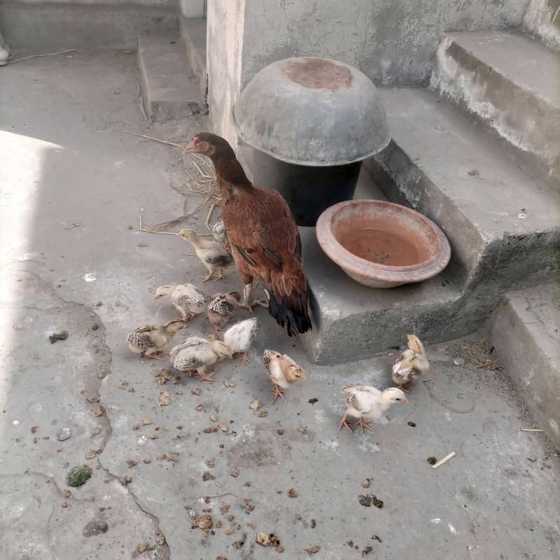 aseel chicks 6