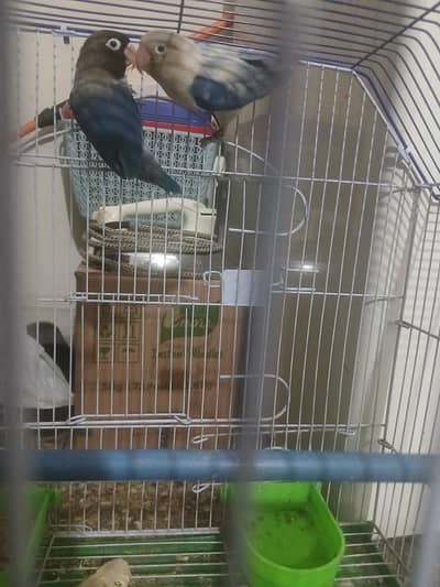 love birds for sale with cage