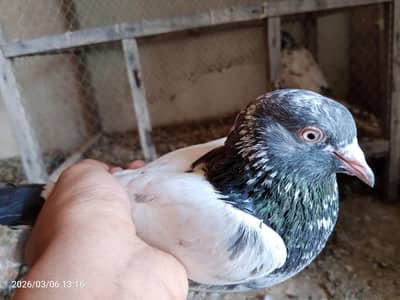 High Flyer Golden Pair