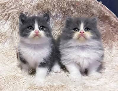 Show quality Persian and hamalayan triple coated kittens urgent sale