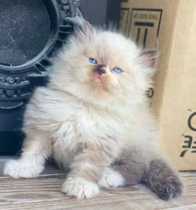 Show quality Persian and hamalayan triple coated kittens urgent sale