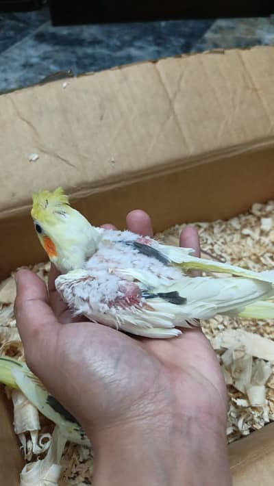 15 se 25 days cocktails chicks healthy 4 common red eyes 2 common peid