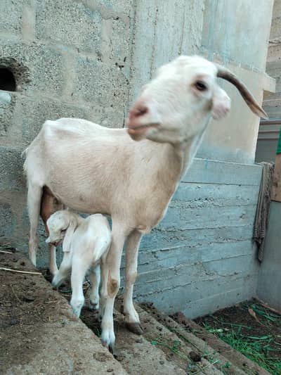taddiy female goat