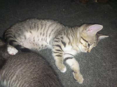 I want to sell these cat kids