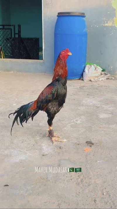 Available kamaliya bared full mazboot chiz hai ek ankha sai nai hai