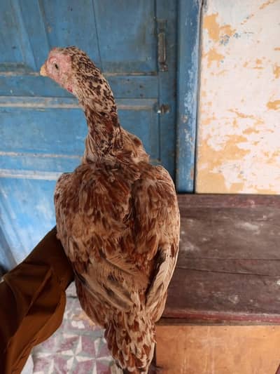 URGENT SALE LAINAY WALY RABTA KREN JAZAKALLAH