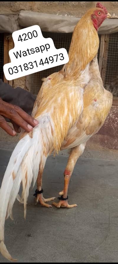 aseel murga | aseel murgi | murga