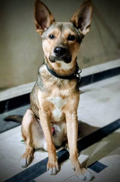 male German Alsiation Dog