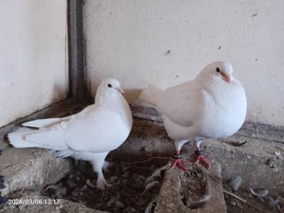 Fancy King Pair