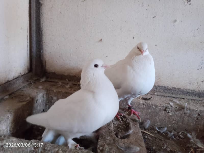 Fancy King Pair 1