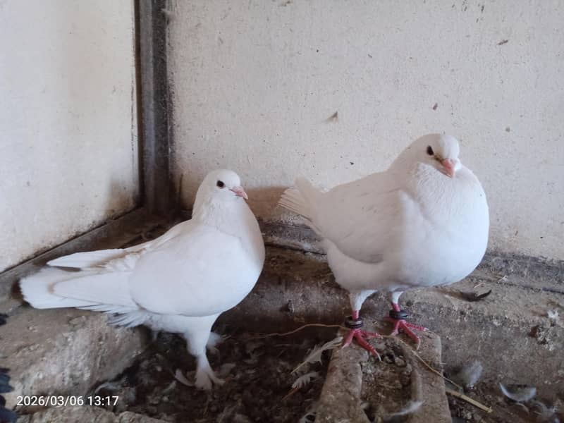 Fancy King Pair 2