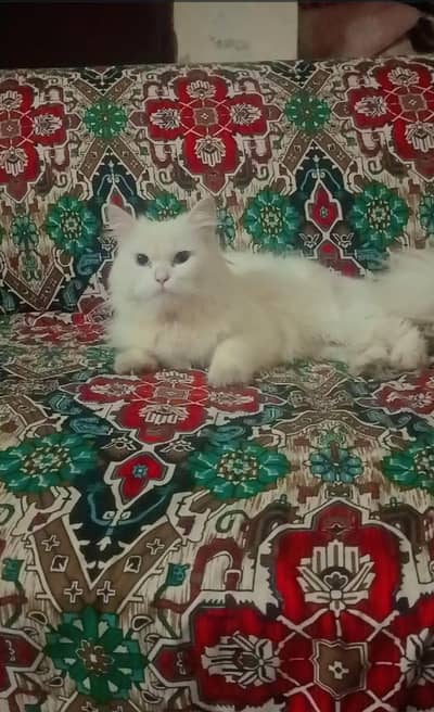 persian odd eyes male for sale
