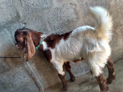 bissar bakra 03102576663