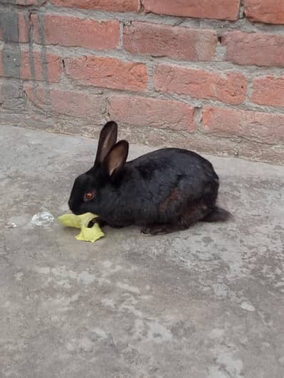 Full black and Full White Rabbit 