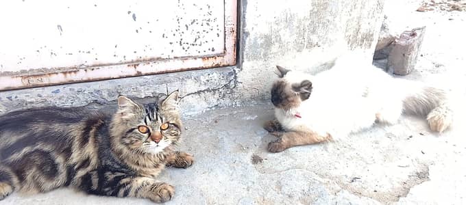 Healthy & Cute Cat Pair for Sale – Male & Female