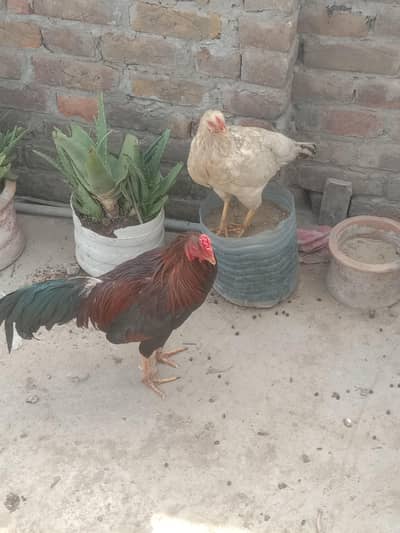 beautiful hen for scale