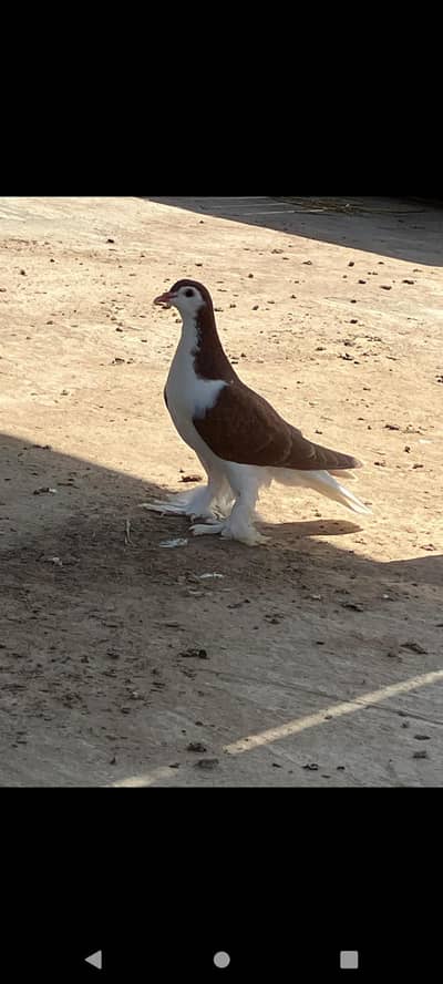 sherazi pigeons for sale