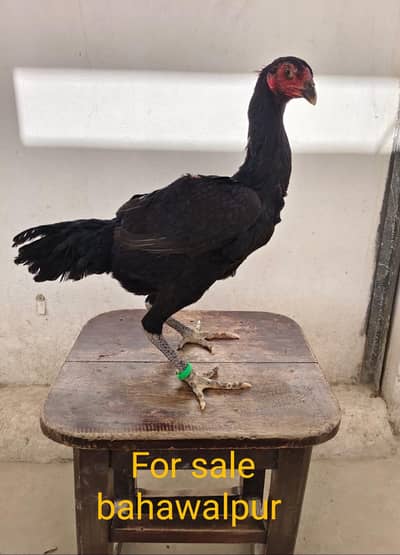 Panus Thai Madi high quality