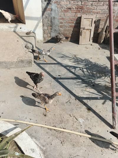 Aseel mianwali chicks pr piece 2000