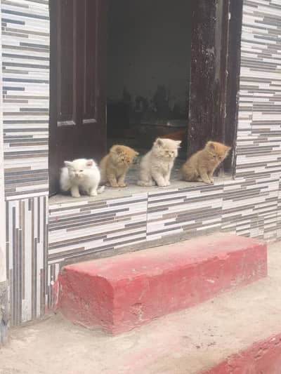 Beautiful Person Kitten Cats