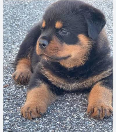 Rottwiller female pup