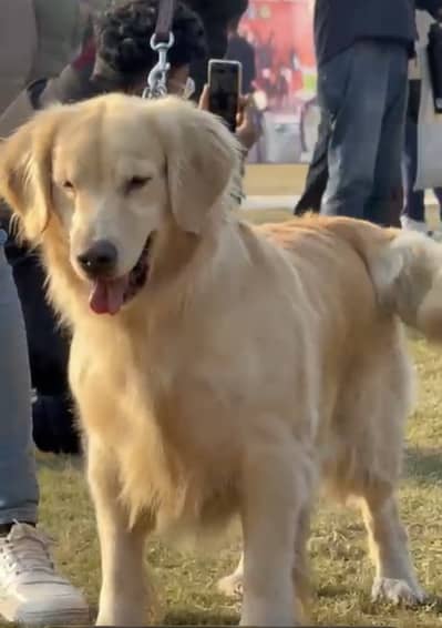 Golden retriever kcp pedigreed female on heat