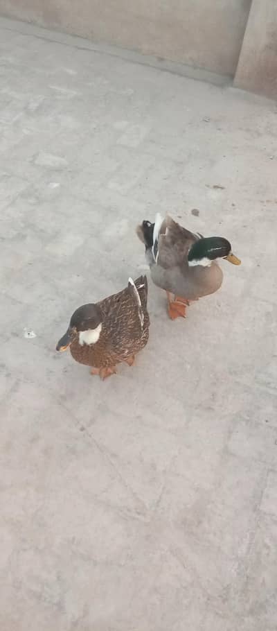 ducks pair for sale