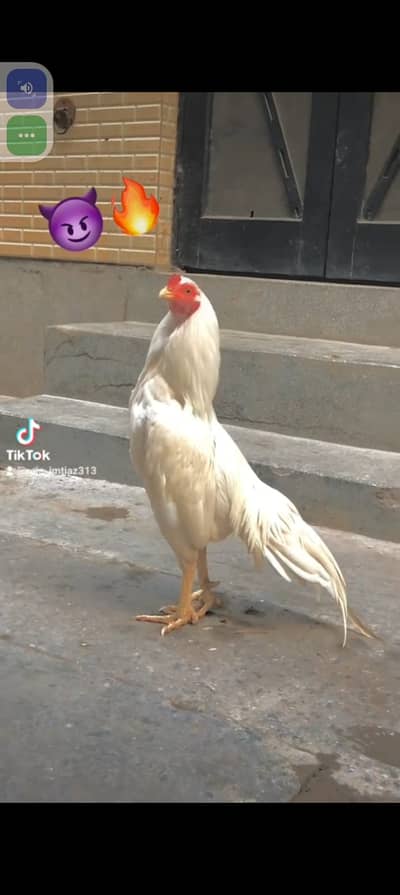 Aseel | paper white aseel | white aseel | Aseel heera pair