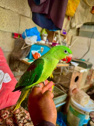 Raw parrot villed life register
