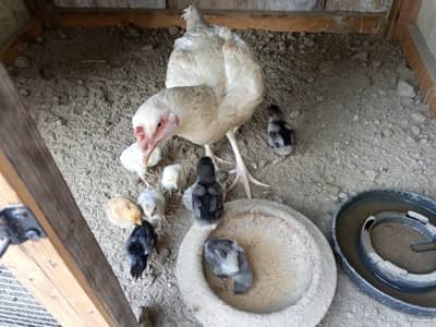 Aseel mianwali chicks 9 choozay.