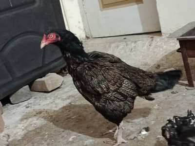 Aseel madi with two months chicks