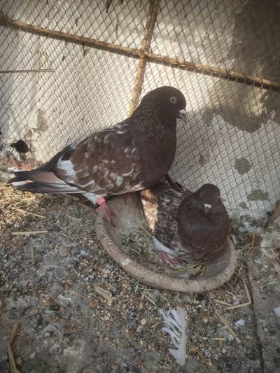 patti waly check bachy