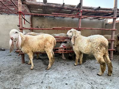 Chatry  bakra sheep dumba