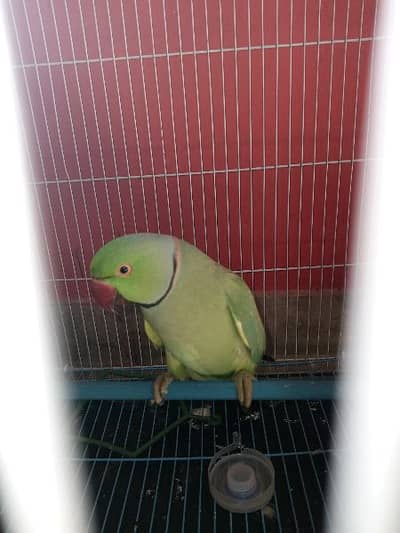 Talking Ringneck Male