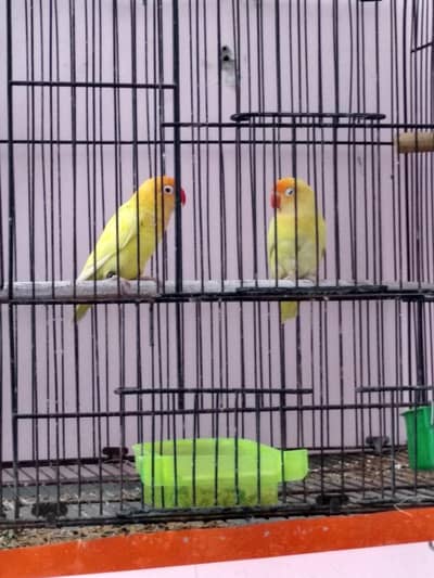 Cremino Into Decino Breeder pair