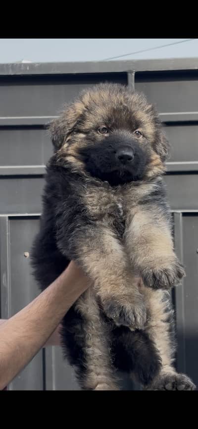 German shepherd/Black/Tan/Pink pedigree/Triple coat/Long Coat/Dog