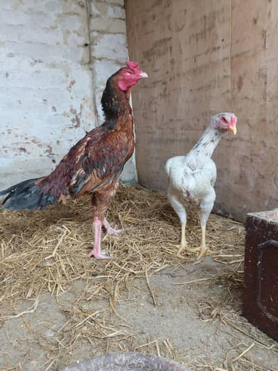 Aseel Mianwali Lal murga + Cheeni madi.