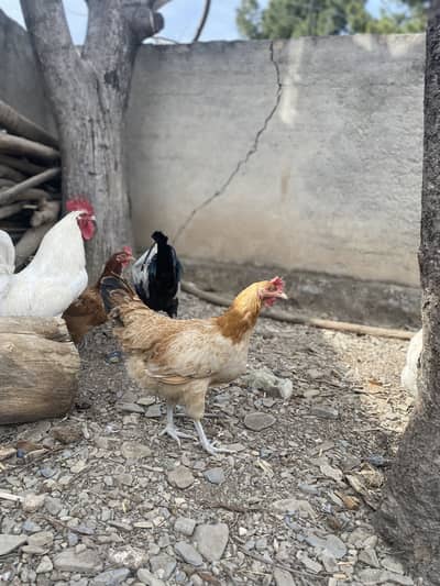 Golden Misri Murgi (only 8 months old) 20 pieces