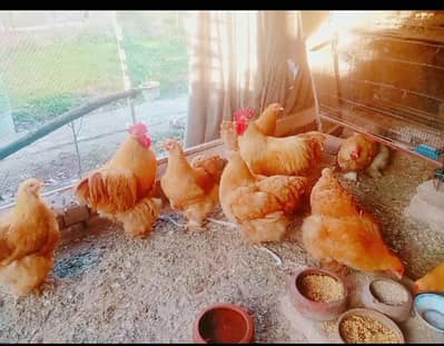 Tope Quality havey golden buff eggs  available