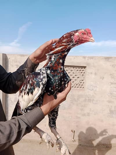 high quality rampuri 4kg plus