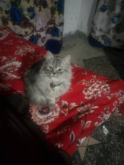 cat for sale urgent sale need to cash